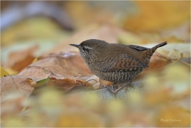 <p>STŘÍZLÍK OBECNÝ (Troglodytes troglodytes) Šluknovsko ---- /Eurasian wren - Zankönig/</p>